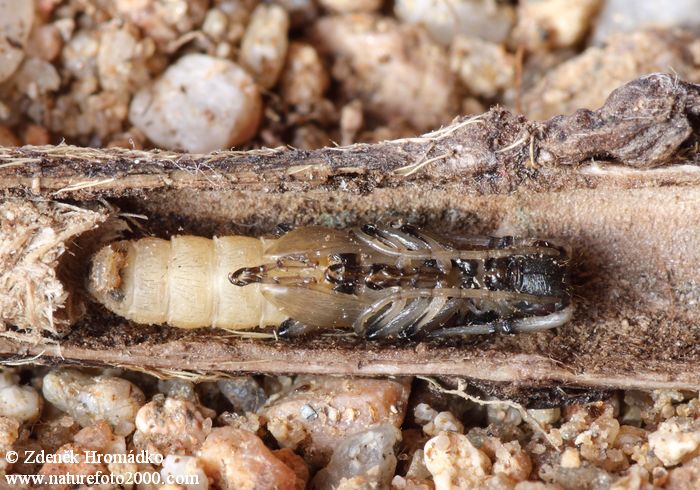 kozlíček chrastavcový, Agapanthia intermedia, Cerambycidae, Agapanthiini (Brouci, Coleoptera)